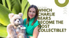 Most Collectible Charlie Bears: What Makes Some Bears More Sought After Than Others?